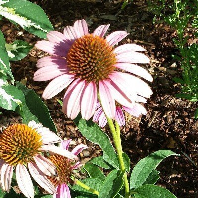 Magnus Purple Coneflower